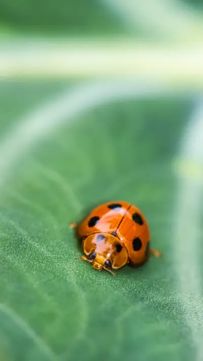 绿色植物-拍信图库