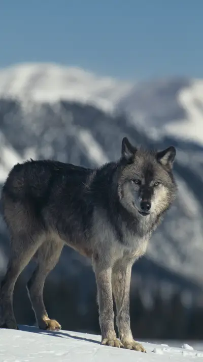 狼声隔远烟 - Screenshot 1