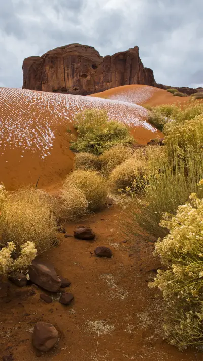 全球最“嚣张”的植物