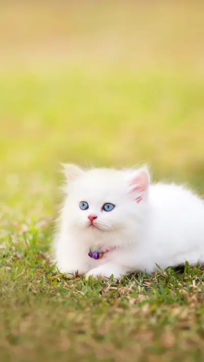 猫咪“好色”是一种病