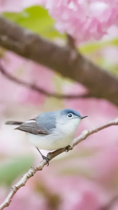 小鸟为什么跳着走