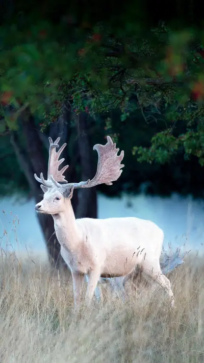 诸鹿中的“歌手”
