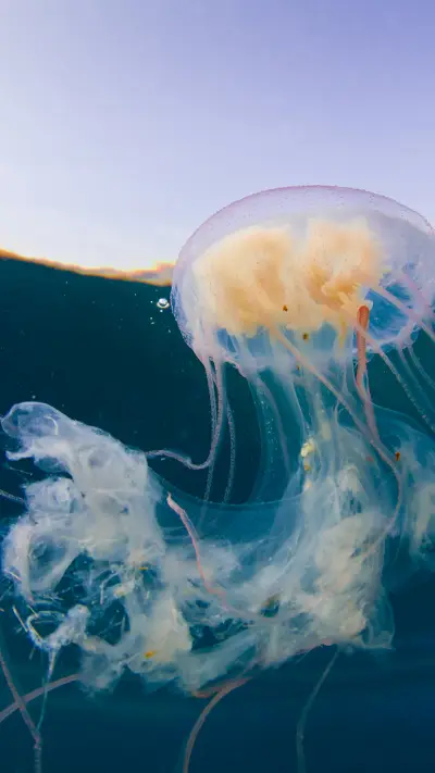 微观世界-拍信图库 - Screenshot 1