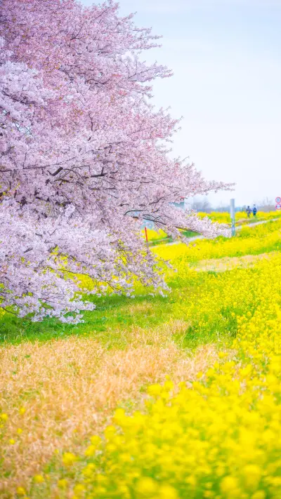 有花堪折直须折