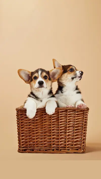 小可爱已出没-拍信图库