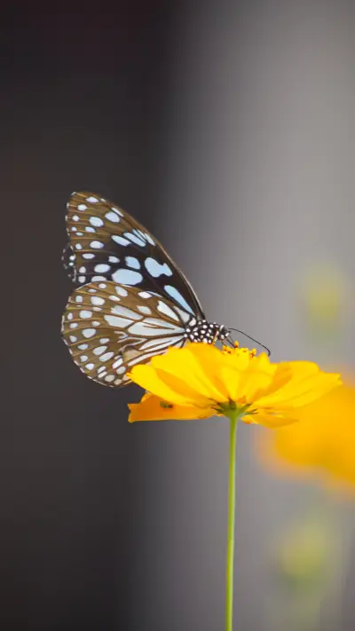 穿花蛱蝶-锐景创意 - Screenshot 1