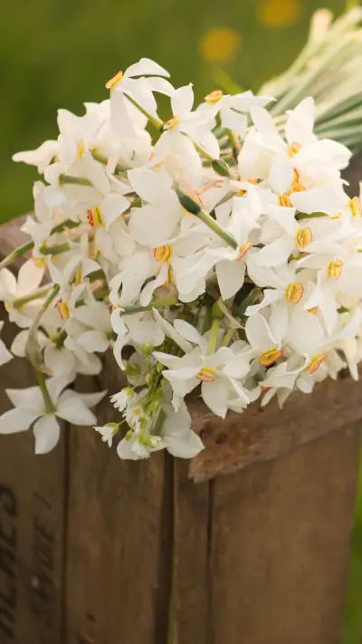 一片野花，开了一生