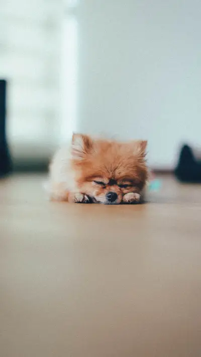 饲养博美需要注意什么