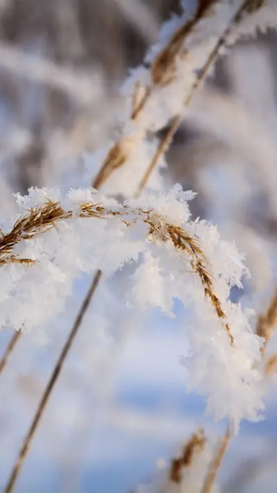 拥抱自然-拍信图库 - Screenshot 1
