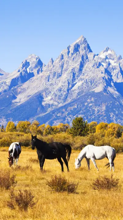 大提顿国家公园 - Screenshot 1