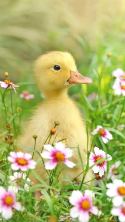 如何饲养一只鸭子？