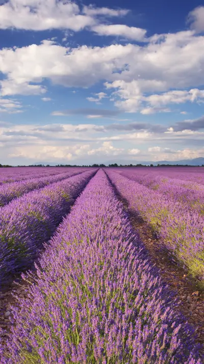 薰衣草的夏天-拍信图库