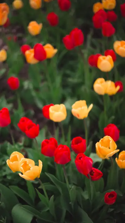 郁金香-拍信图库