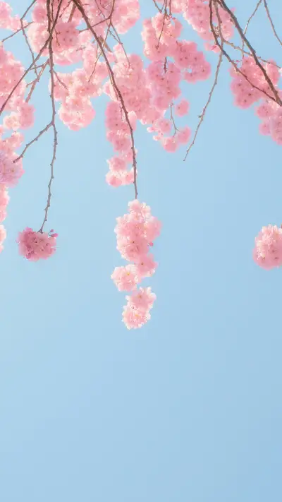 春日花语-锐景创意