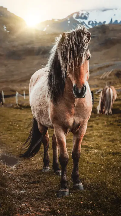 马到成功-锐景创意 - Screenshot 1