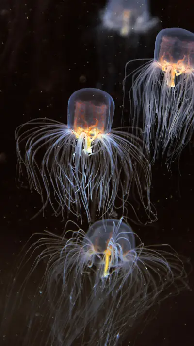 梦幻水母-拍信图库