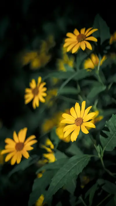 雏菊般的人生 - Screenshot 1