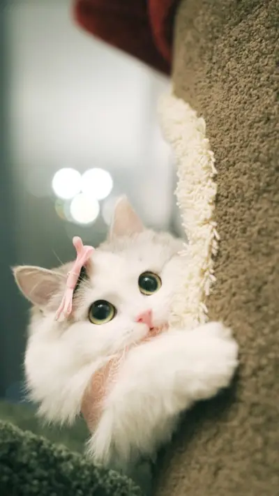 可爱萌宠猫咪