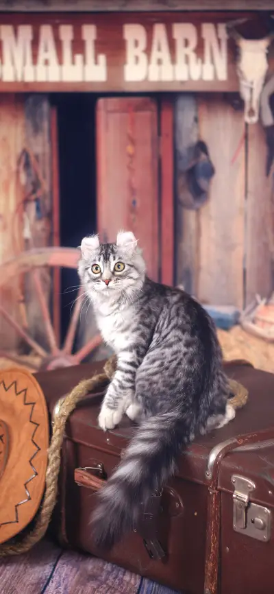 萌宠秀-拍信图库 - Screenshot 1