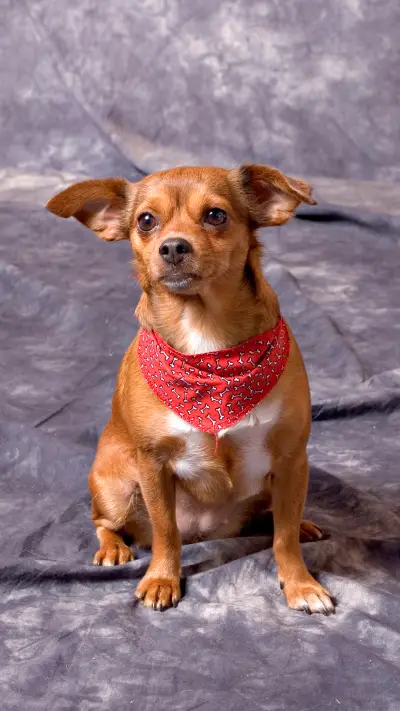 狗狗为什么会脾气大