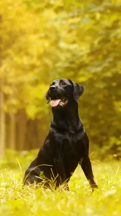 狗狗吃草有哪些利弊