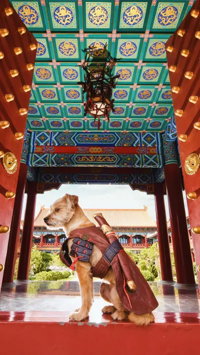 关于狗狗的传统文化