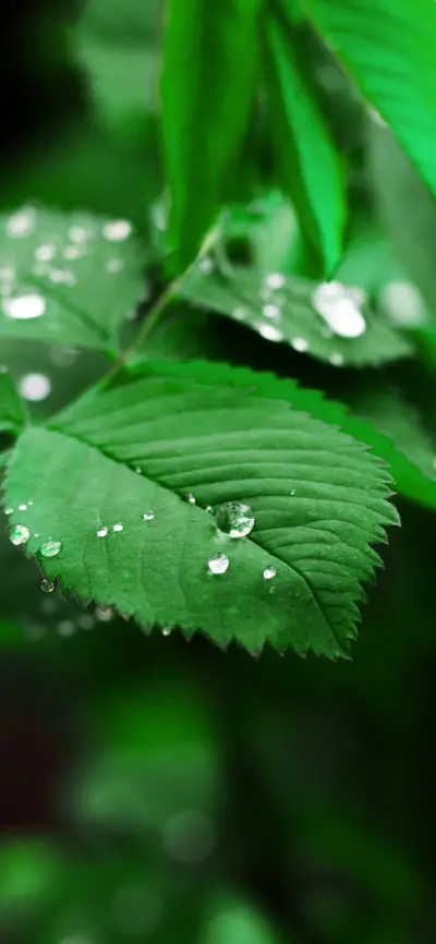 护眼清新绿叶-锐景创意