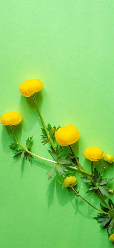 花枝招展壁纸-锐景创意