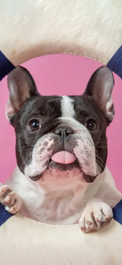 萌汪汪专属幸运-视觉中国 - Screenshot 1