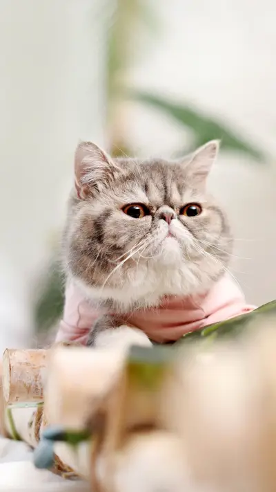 “撸猫的武林秘籍” - Screenshot 1