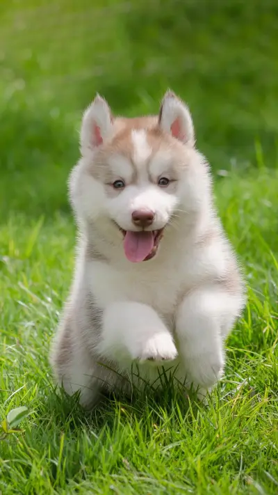 性格各异的狗狗和主人