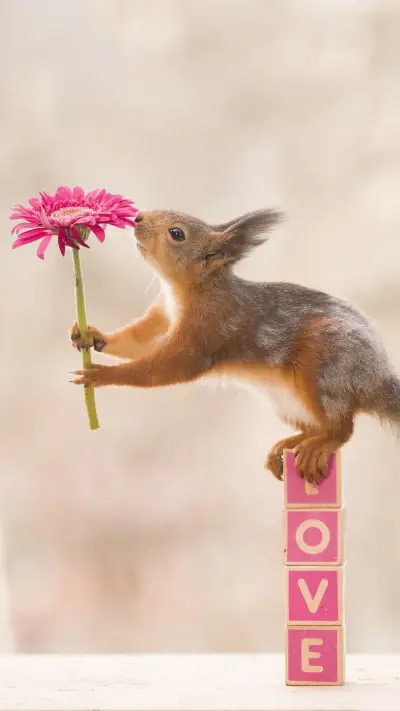 快乐的小松鼠 - Screenshot 1