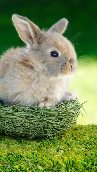 兔子的语言表达方式