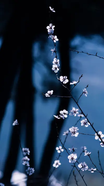 相思一夜梅花发