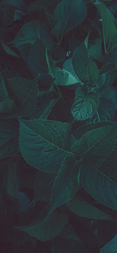 护眼绿植壁纸 -锐景创意