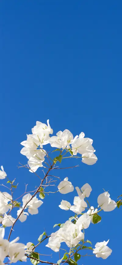 满眼春意的花朵壁纸-锐景创意