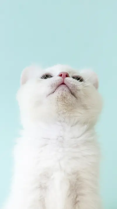 傲娇猫咪 -视觉中国