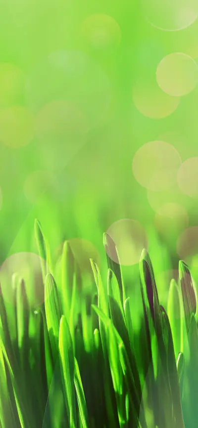 植物系壁纸 -锐景创意