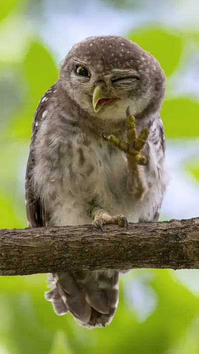 招手Say Hi - Screenshot 1