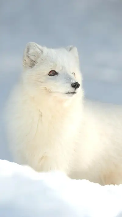 极美生物北极狐