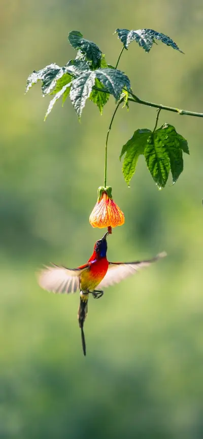 清新鸟壁纸-锐景创意