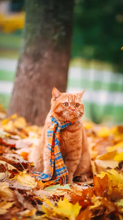 猫咪的奇怪示爱方式