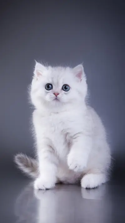 猫咪各种动作的含义 - Screenshot 1