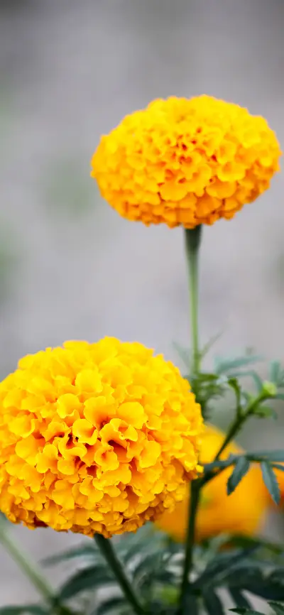 满地黄花壁纸-锐景创意