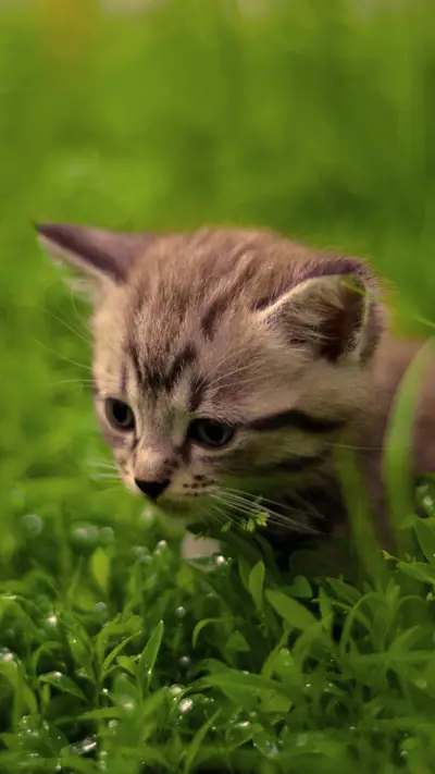 卖萌喵星人-拍信图库