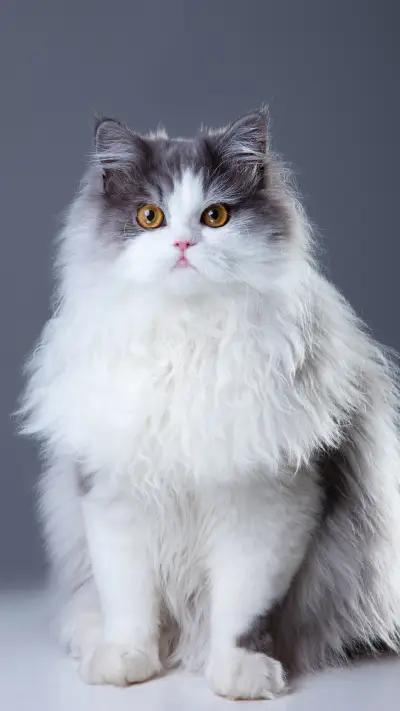 让猫咪每天元气满满