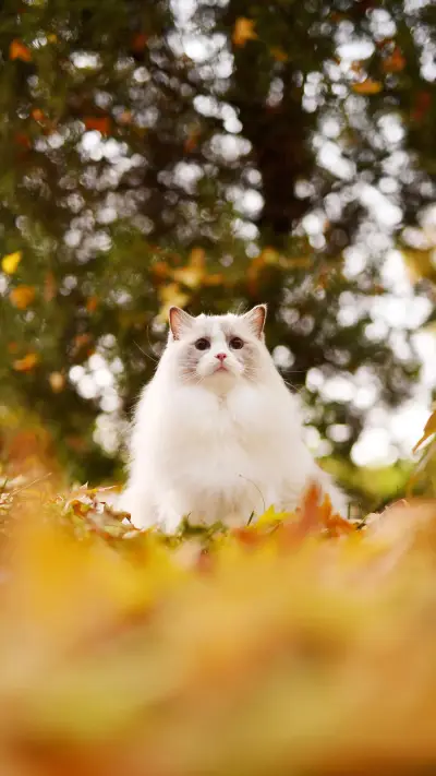 “盒子精”小猫咪