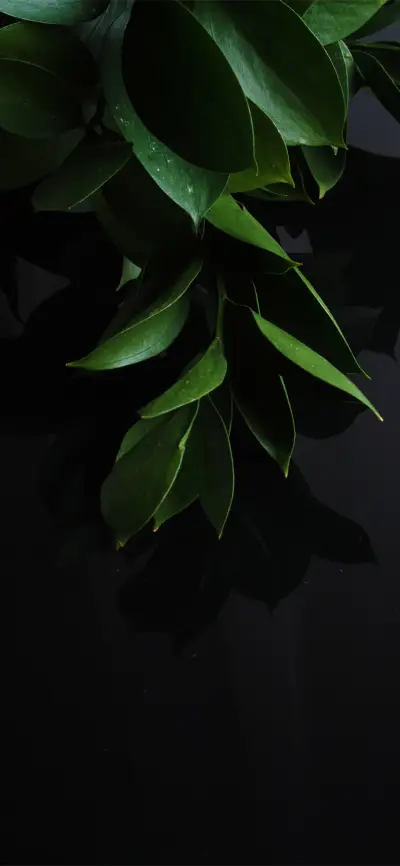 黑色背景简约绿植好看壁纸-锐景创意