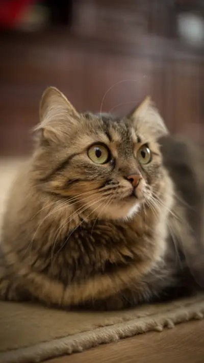 讨喵主子欢心的技巧 - Screenshot 1