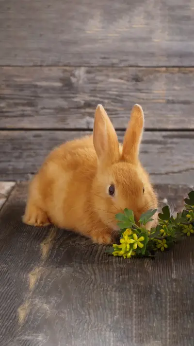 小兔子乖乖壁纸-锐景创意